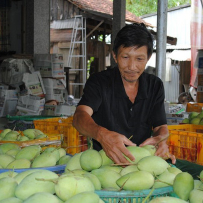 Xuất khẩu xoài sang Mỹ: Lắm nỗi gian truân