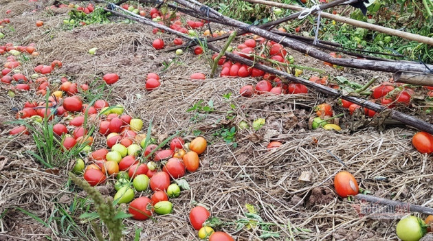 1.000 đồng 3kg cà chua, vứt thối đỏ ruộng, đổ cho cá ăn