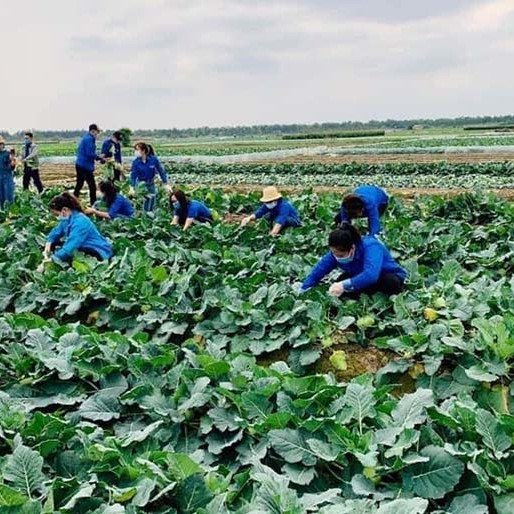 1.000 đồng/kg không ai mua, nghìn tấn ế đầy đồng, dân Mê Linh kêu cứuicon