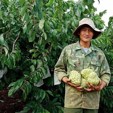 100.000 đồng một quả mãng cầu hoàng hậu Thái Lan khổng lồ, nông dân hồ hởi làm giàuicon