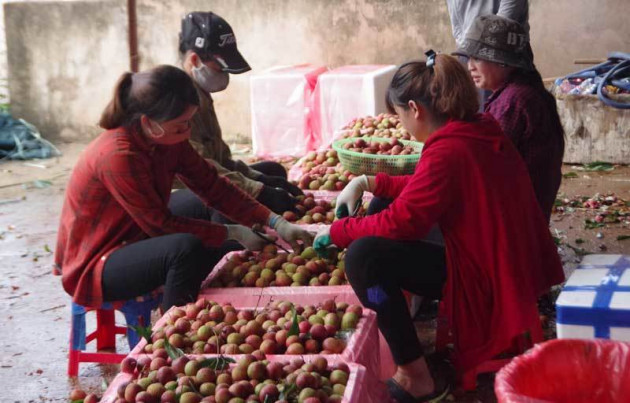 200 thương lái Trung Quốc đổ sang lùng mua vải thiều Việt Namicon