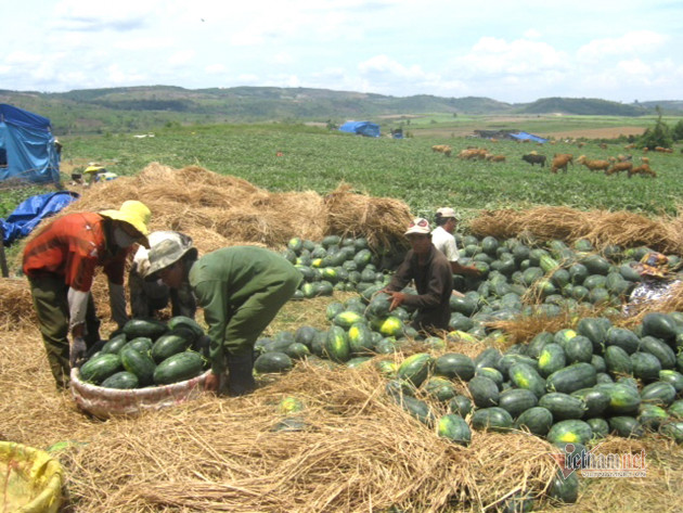 2.000 đồng/kg vẫn ế, ba tháng trời buồn lăn lóc theo trái dưa