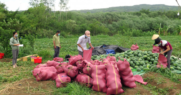 2.000 đồng/kg vẫn ế, ba tháng trời buồn lăn lóc theo trái dưa