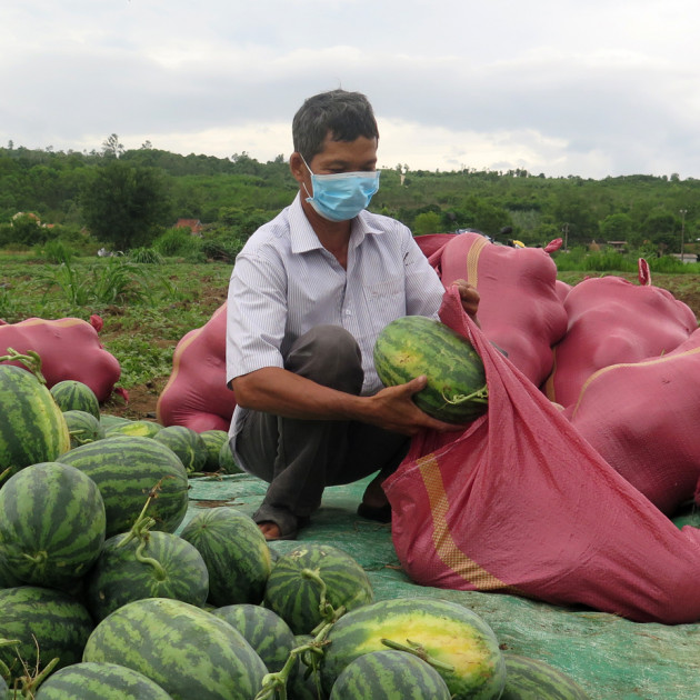 2.000 đồng/kg vẫn ế, ba tháng trời buồn lăn lóc theo trái dưaicon