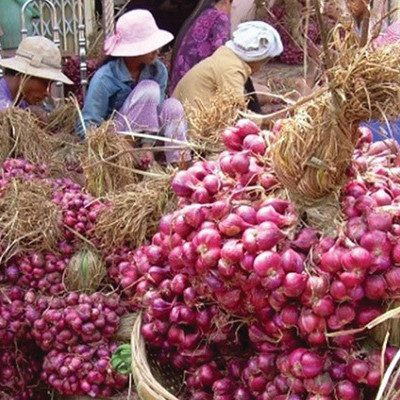 20.000 tấn hành tím Sóc Trăng cần ‘giải cứu’