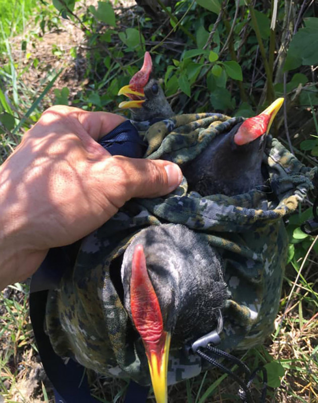 250 nghìn một cặp gà đồng vài lạng, vẫn đắt khách đặt mua