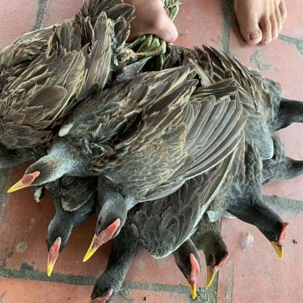 250 nghìn một cặp gà đồng vài lạng, vẫn đắt khách đặt muaicon