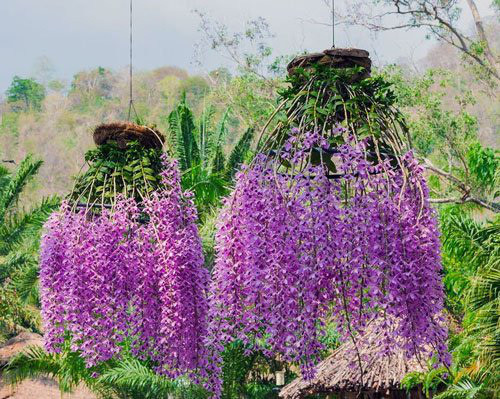 3 loại hoa lan 'đắt xắt ra miếng' những nhà có tiền hay chọn mua dịp Tết