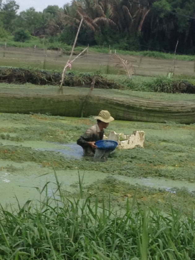 35 năm trồng cây rau dại toàn thân đeo phao trắng, ngày nào cũng cắt bán nửa tạ, bỏ túi 1 triệu