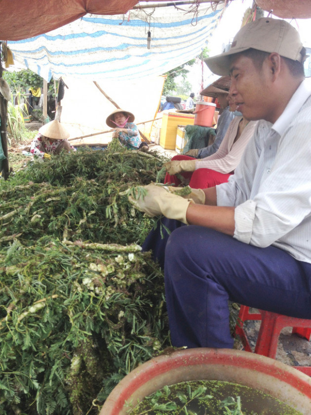 35 năm trồng cây rau dại toàn thân đeo phao trắng, ngày nào cũng cắt bán nửa tạ, bỏ túi 1 triệu