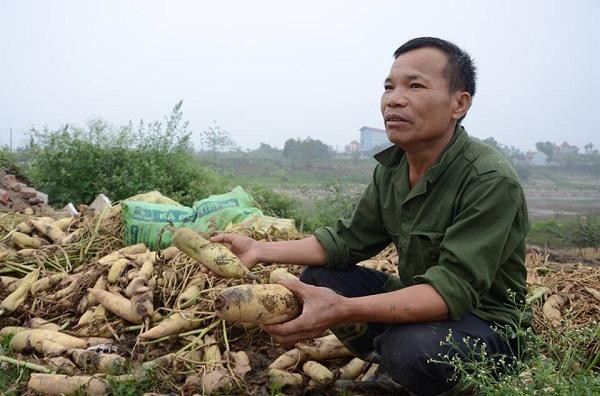 nông sản rớt giá