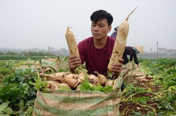 nông sản rớt giá