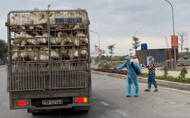 700 ngàn con gà cần bán ngay, dân Hải Dương lo âu từng ngày