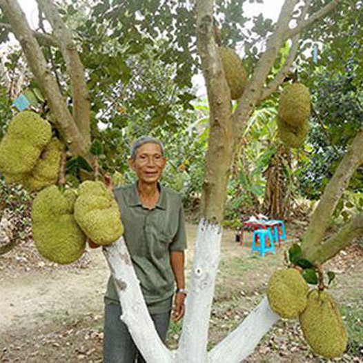 Ăn mít mà không phải tách hạt, bác nông dân Cần Thơ thu tiền tỷ từ loại mít kỳ lạ nàyicon