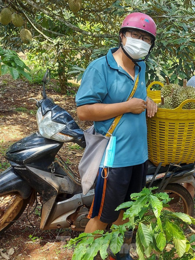 Ăn sầu riêng ai cũng xuýt xoa, nhưng nhìn hái sầu ai cũng thót tim