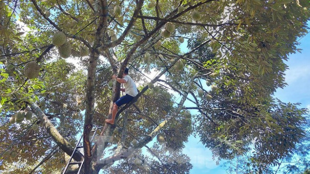 Ăn sầu riêng ai cũng xuýt xoa, nhưng nhìn hái sầu ai cũng thót tim