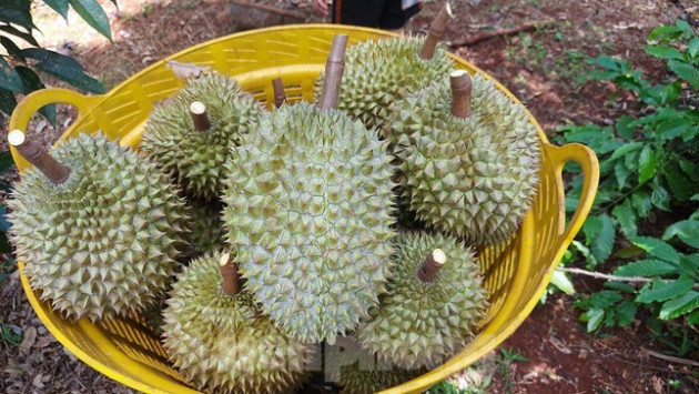 Ăn sầu riêng ai cũng xuýt xoa, nhưng nhìn hái sầu ai cũng thót tim