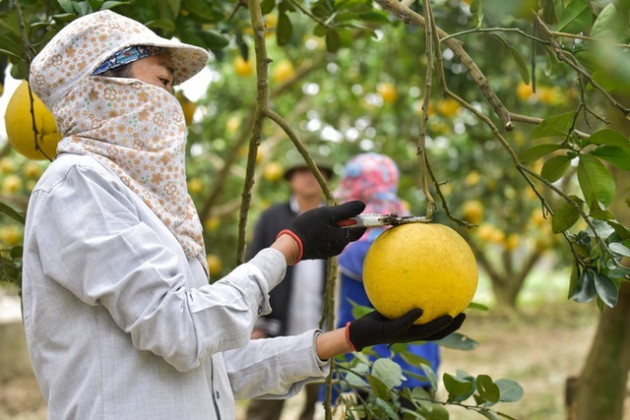 Anh nông dân thu 5 tỷ đồng mỗi năm nhờ 3.000 gốc bưởi Diễn