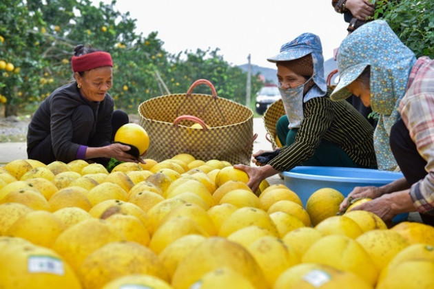 Anh nông dân thu 5 tỷ đồng mỗi năm nhờ 3.000 gốc bưởi Diễn