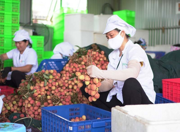 Ba mươi ngày 'chiến dịch', nông dân chia nhau 900 tỷ đồng