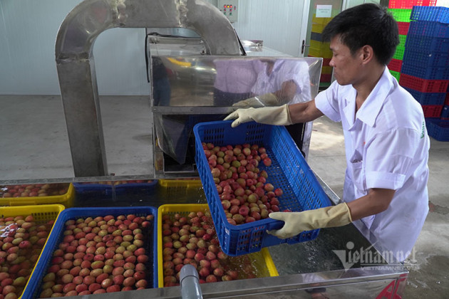 Ba mươi ngày 'chiến dịch', nông dân chia nhau 900 tỷ đồng