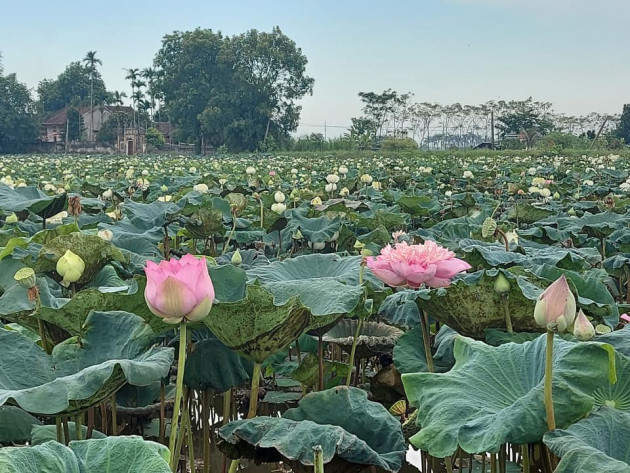 Ba ngày lội bùn hái 18.000 bông hoa, Công an giải cứu đầm sen 20 mẫu