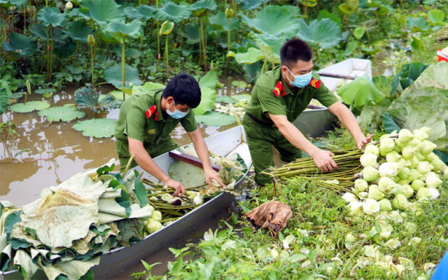 Ba ngày lội bùn hái 18.000 bông hoa, Công an giải cứu đầm sen 20 mẫu