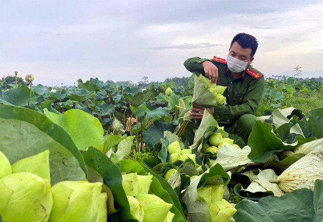 Ba ngày lội bùn hái 18.000 bông hoa, Công an giải cứu đầm sen 20 mẫu