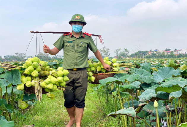 Ba ngày lội bùn hái 18.000 bông hoa, Công an giải cứu đầm sen 20 mẫu