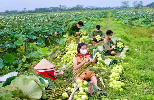 Ba ngày lội bùn hái 18.000 bông hoa, Công an giải cứu đầm sen 20 mẫu