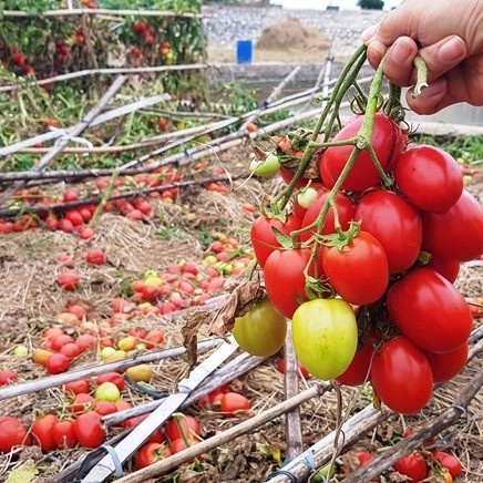 Bà nội trợ kêu trời với quả cà chua, đại gia đau đầu vì cọng hành