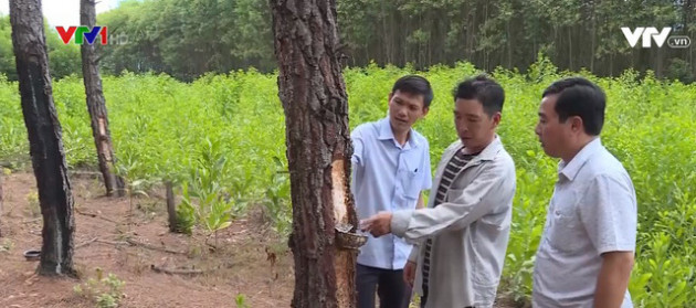 Bào ngư đông lạnh Trung Quốc gắn mác đồ Hàn bán cho dân Việt