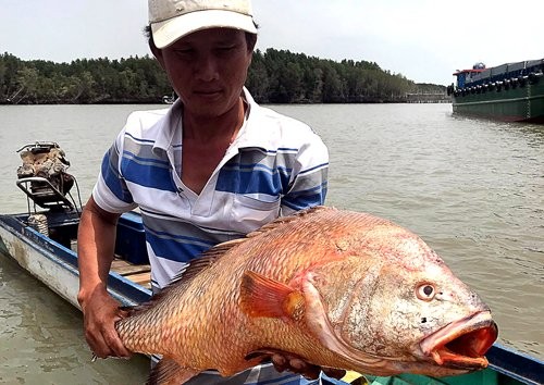 cá sủ vàng,cá lạ,cá quý hiếm