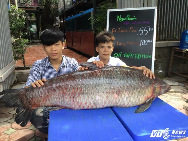 cá trắm đen,cá khủng,thủy quái,cá trắm