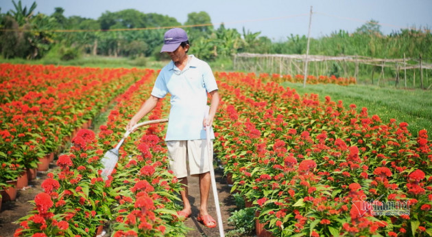 Bất ngờ chợ Tết 2022: Hoa cảnh đột nhiên khan hàng, tăng giá mạnh