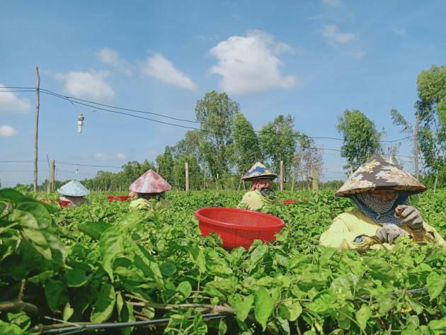 Bat ngo nhung loai cay leo bo rao nong dan kiem tien trieu-Hinh-2