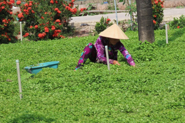 Bat ngo nhung loai cay leo bo rao nong dan kiem tien trieu-Hinh-8