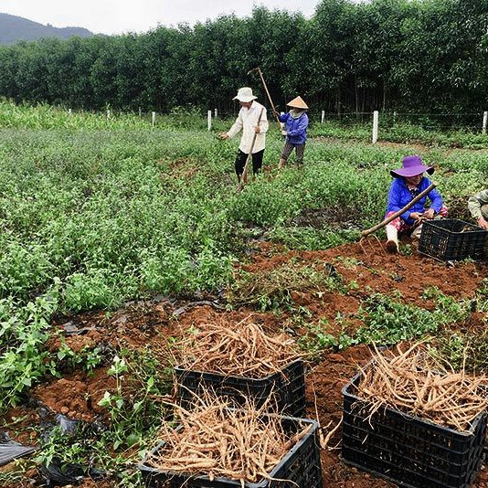 Bất ngờ về sâm 'tiến vua' dân Quảng Trị trồng thu cả tạ