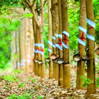 Bầu Đức vẫn đau đầu với gánh nợ của Hoàng Anh Gia Laiicon