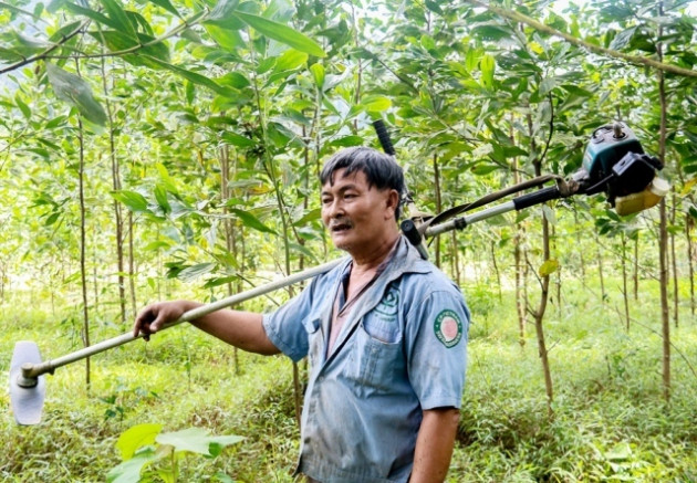 'Báu vật' rừng lim xanh cổ thụ độc nhất vô nhị của lão nông Hà Tĩnh