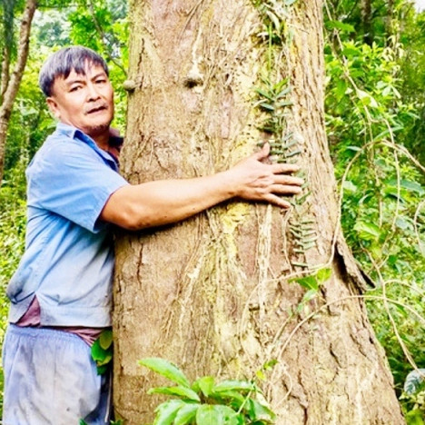 'Báu vật' rừng lim xanh cổ thụ độc nhất vô nhị của lão nông Hà Tĩnhicon