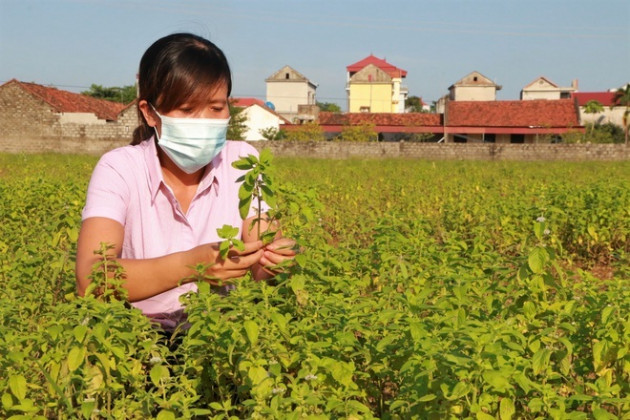 'Bén duyên' trồng dược liệu chưng cất tinh dầu, U40 thu tiền tỷ mỗi năm