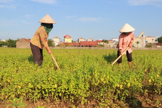 'Bén duyên' trồng dược liệu chưng cất tinh dầu, U40 thu tiền tỷ mỗi năm