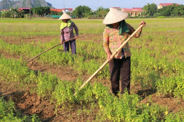 'Bén duyên' trồng dược liệu chưng cất tinh dầu, U40 thu tiền tỷ mỗi năm