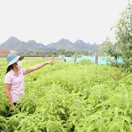 'Bén duyên' trồng dược liệu chưng cất tinh dầu, U40 thu tiền tỷ mỗi nămicon