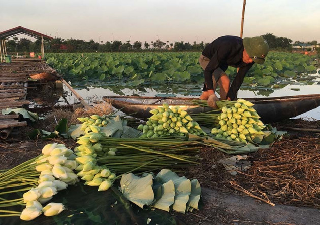 Biến đồng hoang thành đầm sen khổng lồ, anh nông dân lập kỷ lục triệu bông hoa