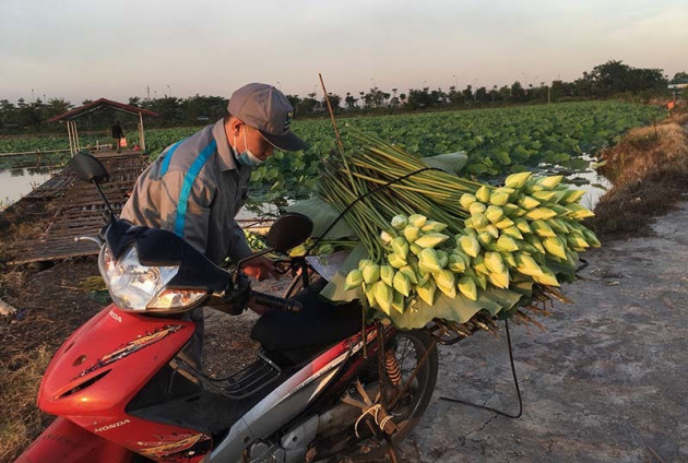 Biến đồng hoang thành đầm sen khổng lồ, anh nông dân lập kỷ lục triệu bông hoa