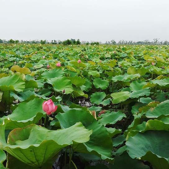 Biến đồng hoang thành đầm sen khổng lồ, anh nông dân lập kỷ lục triệu bông hoaicon