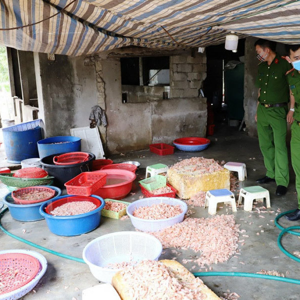 'Biến' hàng trăm kg tôm chết thành tôm nõn mỗi ngàyicon