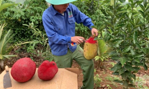 Biến mít thường thành mít da đỏ bằng cách xịt sơn